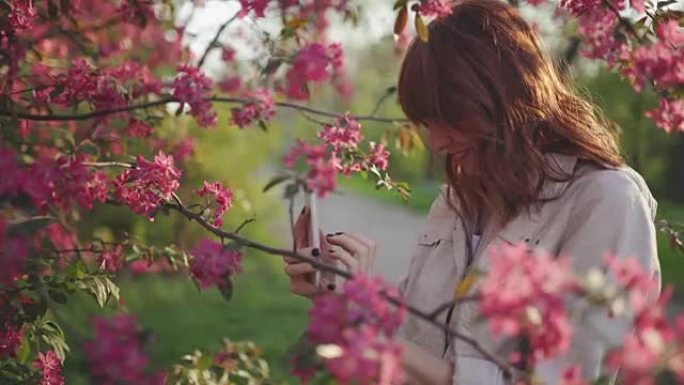 年轻迷人的红发女人在公园日落时用智能手机拍摄樱桃花或樱花花春天的照片