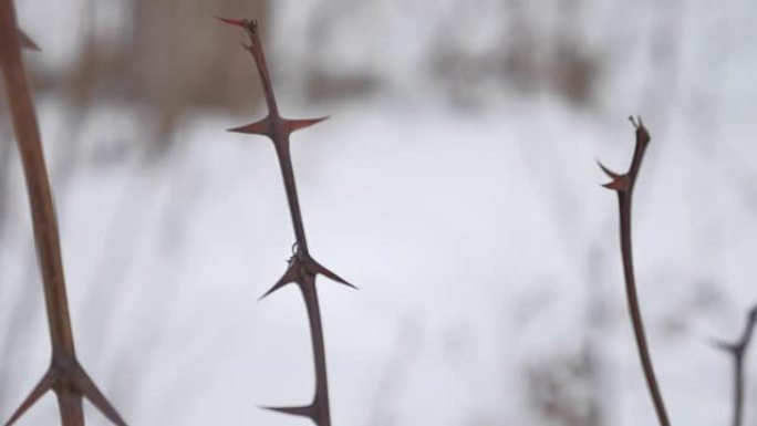 干燥的裸露树枝在雪的背景上有尖锐的刺