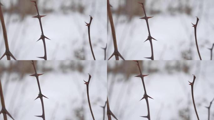 干燥的裸露树枝在雪的背景上有尖锐的刺