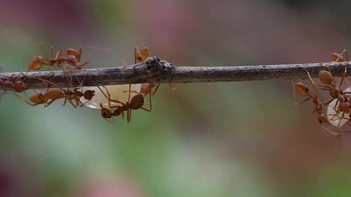 红蚂蚁和东南亚的蛋。