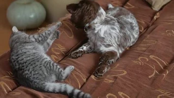猫和狗打架。友谊宠物搞笑搞笑猫狗视频室内
