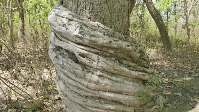 尼泊尔奇旺国家公园雨论坛上令人难以置信的扭曲树。