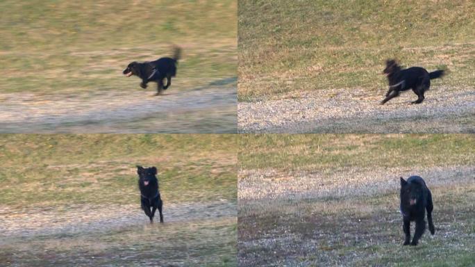 黑狗跳着跑着开心