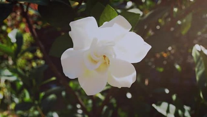 栀子花被称为茉莉角花，在早晨的阳光下被风吹起。