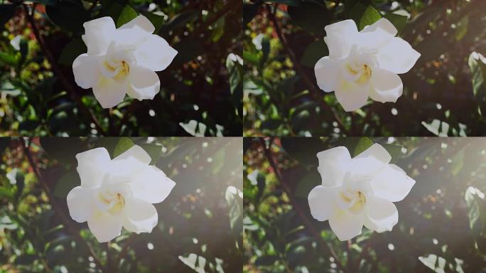 栀子花被称为茉莉角花，在早晨的阳光下被风吹起。