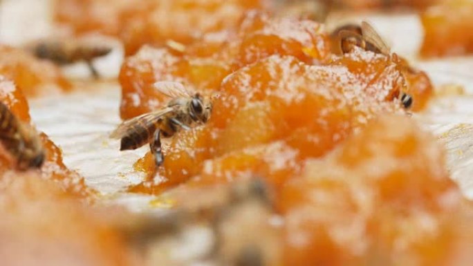 蜜蜂在强烈的阳光下在芒果果酱上找到花蜜。