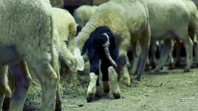 新生的斑点羔羊，变得好奇而迷失在谷仓中