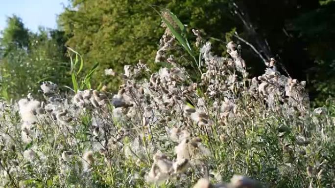 许多干燥的普通水蓟花，绒毛在风中摇曳