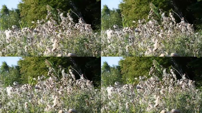 许多干燥的普通水蓟花，绒毛在风中摇曳
