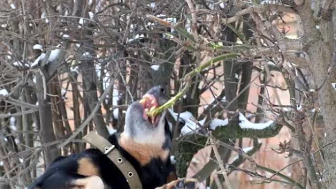 猎狐犬与灌木丛搏斗。德国猎犬正在撕扯灌木丛