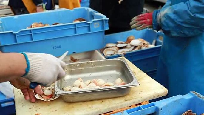 法国诺曼底的渔民正在清理新鲜的扇贝。传统的地区海鲜科奎圣雅克。海鲜，沿海城市的典型食品，渔业产业理念