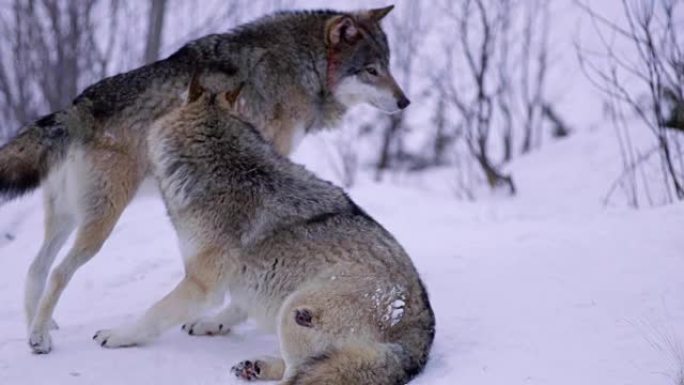 顺从的狼在森林里一个寒冷的冬夜