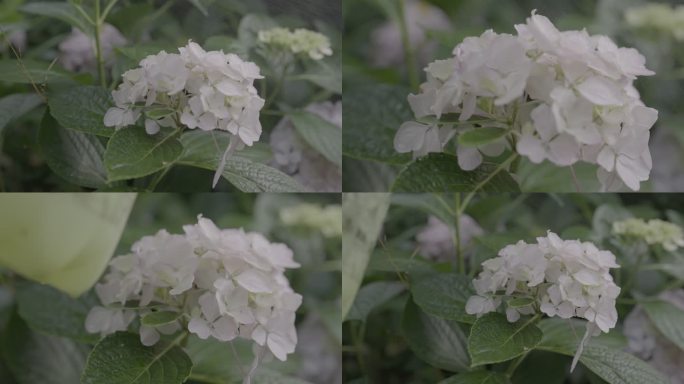 野花 山花  花 白色花 野外空镜