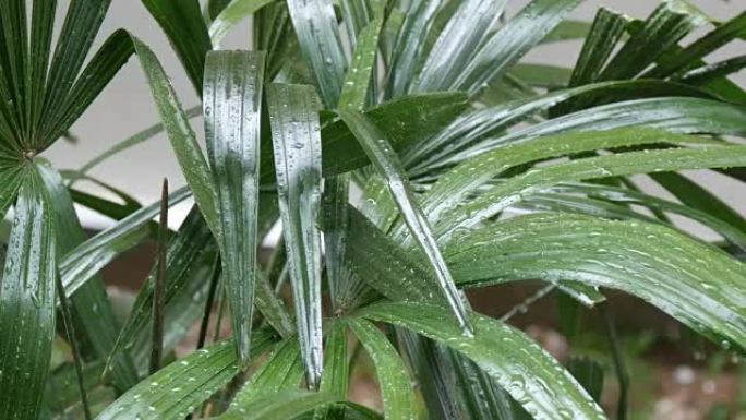 雨滴在棕榈叶上流下。亚洲国家的热带雨