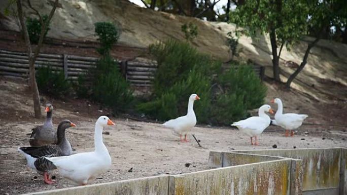 意大利撒丁岛一个公园里的白鸭和灰鸭