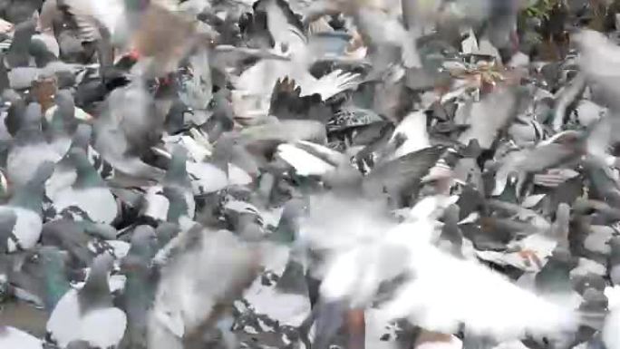城市中的大量鸽子