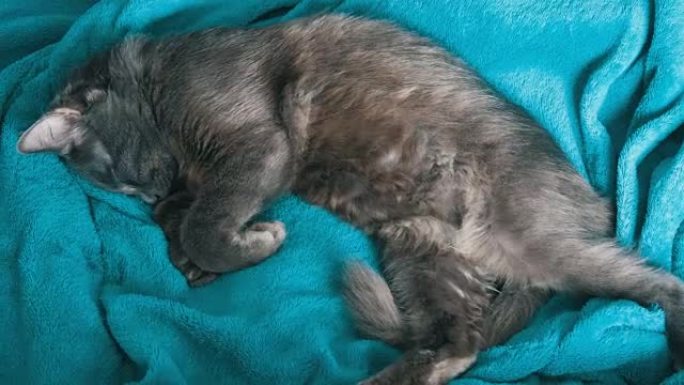 睡在蓝色毯子上的灰猫俯视图