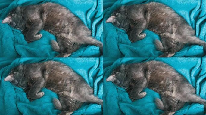 睡在蓝色毯子上的灰猫俯视图