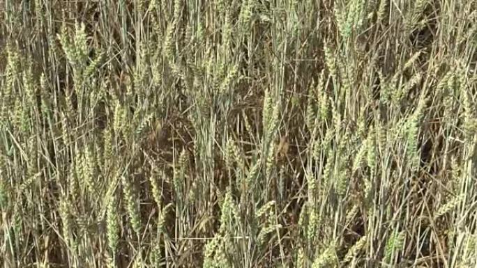 非常干旱的旱地小麦未成熟的耳朵和叶子和茎，干燥土壤，气候变化，灾害和地球裂缝，植物死亡和土壤退化