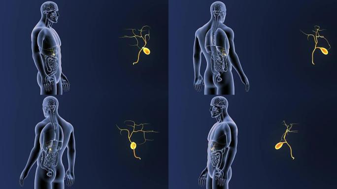 胆囊与器官放大