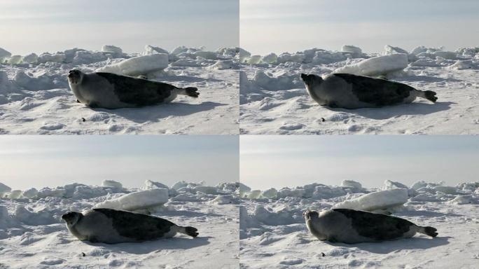 母亲可爱的新生海豹幼崽在冰原上。
