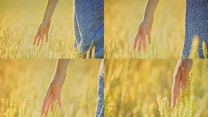 Woman hand touching wheat ears in field. Woman agr