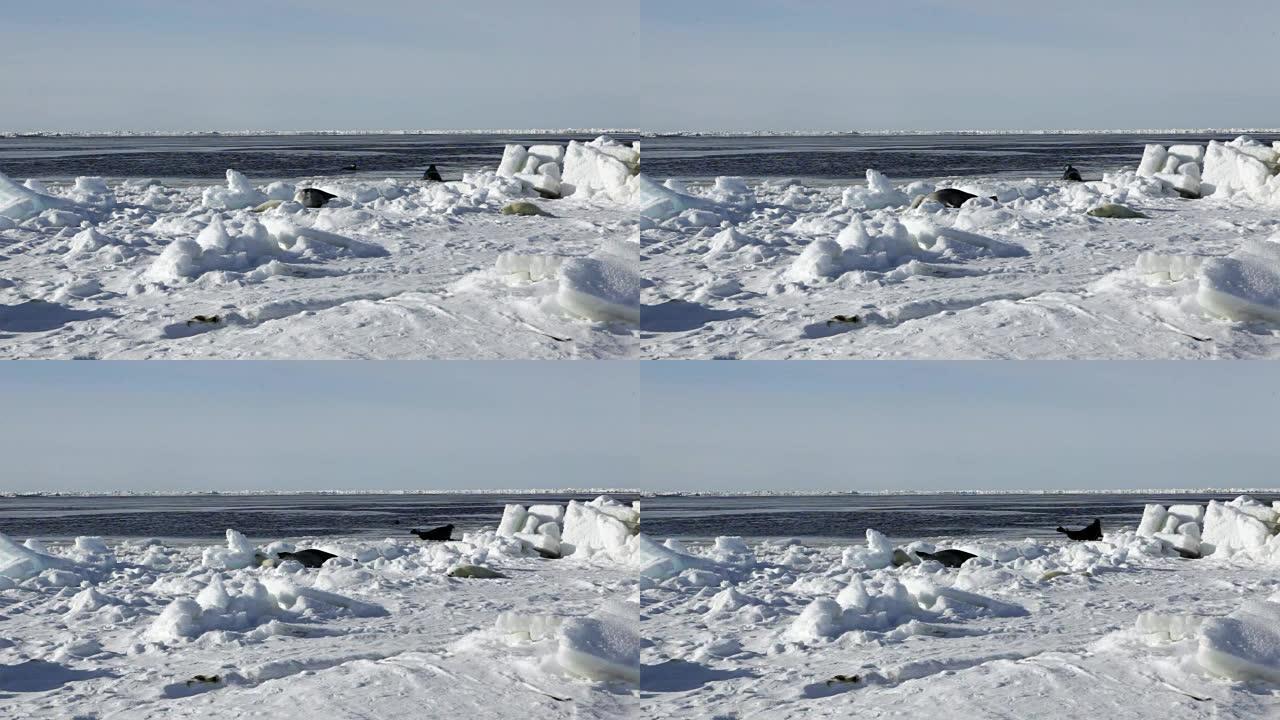 母亲可爱的新生海豹幼崽在冰原上。