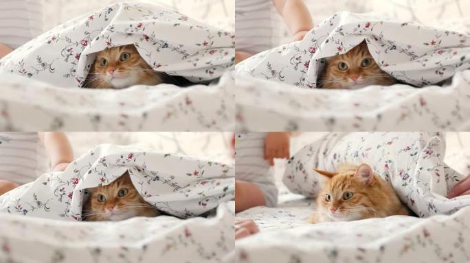 可爱的姜猫躺在床上，躲避男婴。男人举起毯子，所有家庭都抚摸蓬松的宠物