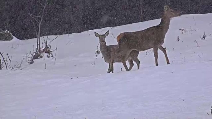 早晨的冬雪中的鹿，UHD的素材