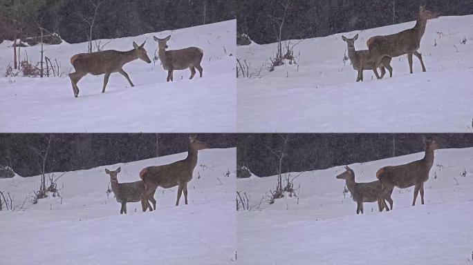 早晨的冬雪中的鹿，UHD的素材