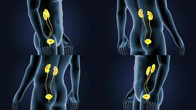 泌尿系统与身体特写