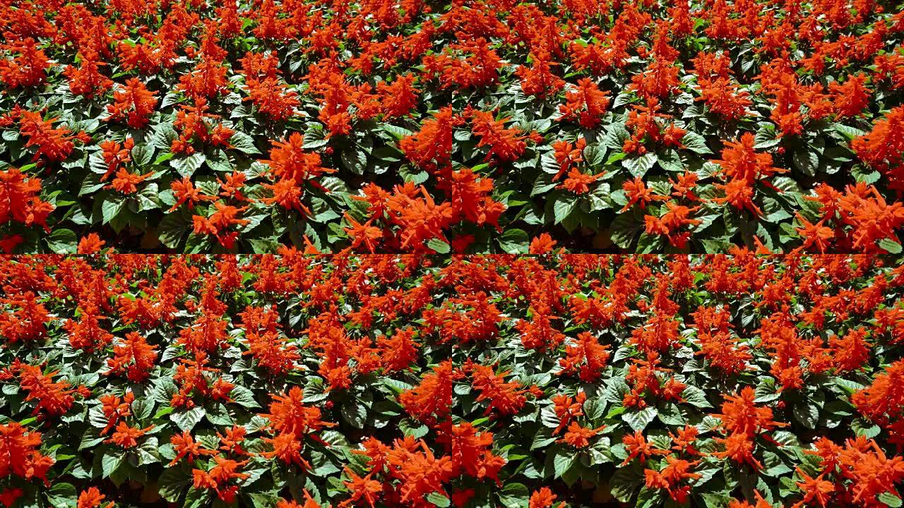以鲜红色花朵 (丹参) 为背景的花坛。