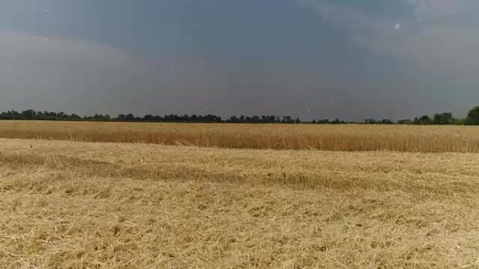 黄穗小麦在风中摇摆，小麦成熟穗的背景场，收获，小麦在田间生长，鸟瞰图，从上面看，空气，全高清，视频