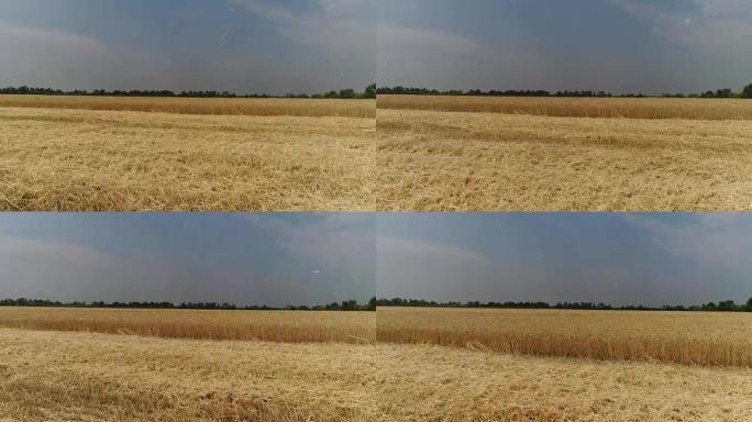 黄穗小麦在风中摇摆，小麦成熟穗的背景场，收获，小麦在田间生长，鸟瞰图，从上面看，空气，全高清，视频