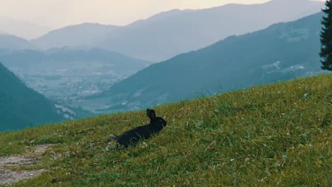 可爱的蓬松黑兔子在风景如画的奥地利山谷的背景下咀嚼草