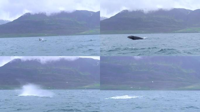 座头鲸在它的自然环境中游泳——冰岛Dalvik