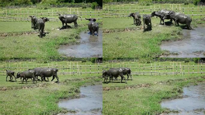 水牛从泥坑里走出来。