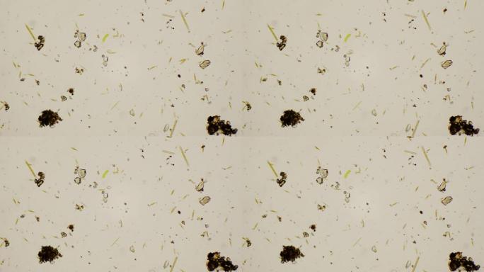 4k显微镜下的淡水硅藻