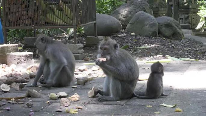 食蟹猕猴，Macaca fascicularis，又称长尾猕猴，Sangeh Monkey Fore