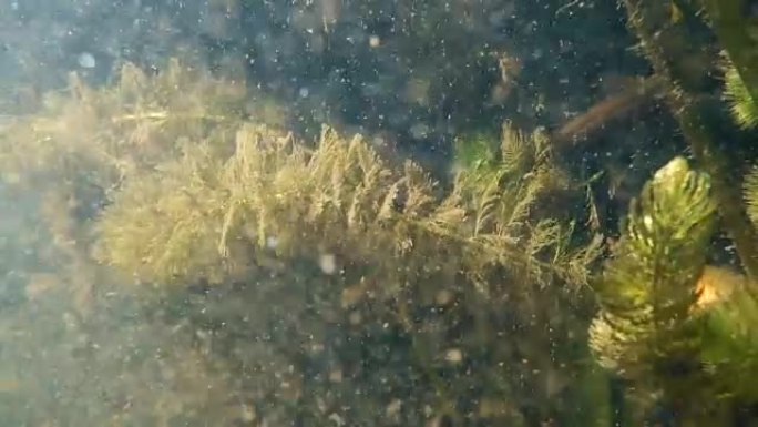 流动的泥水中的藻类