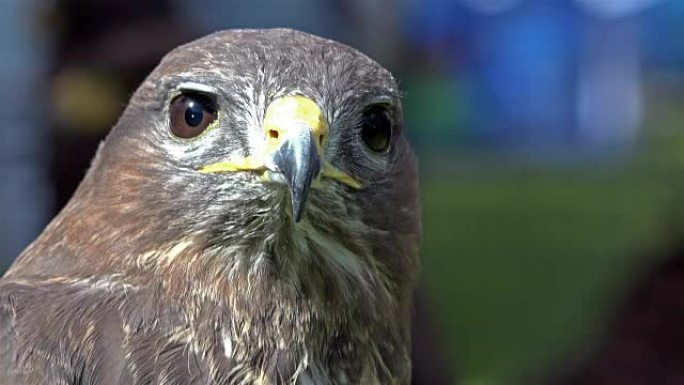 游隼的电影图 (Falco peregrinus