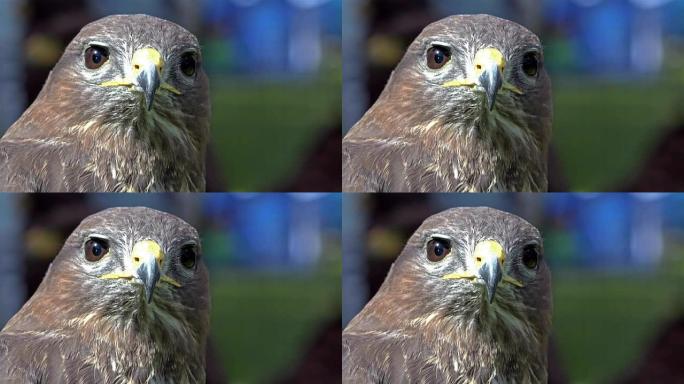 游隼的电影图 (Falco peregrinus