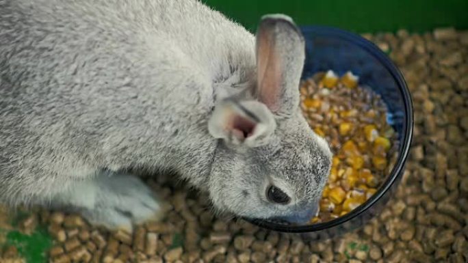 慢动作: 特写一只小灰兔在笼子里吃玉米和小麦。