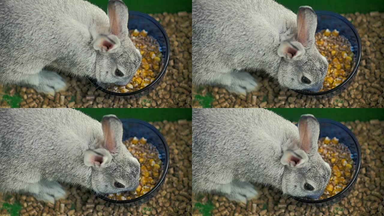慢动作: 特写一只小灰兔在笼子里吃玉米和小麦。