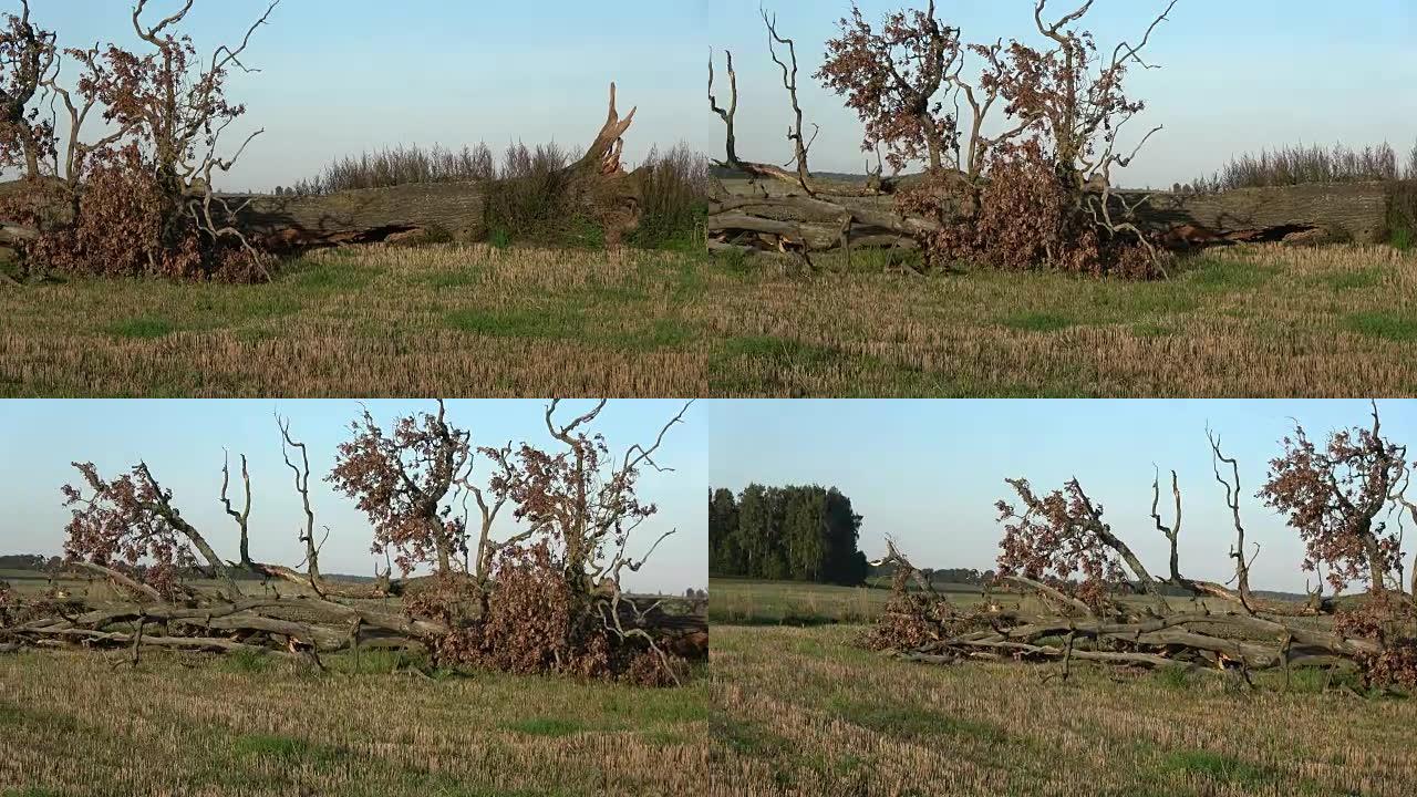 夏季风暴过后，在农田上打破橡树