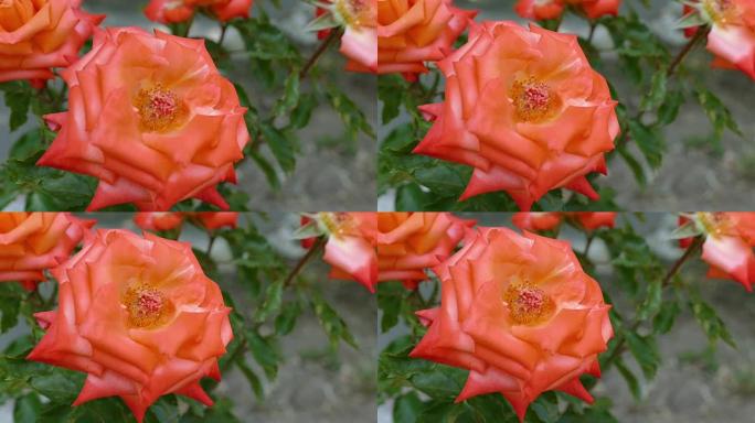 火焰色玫瑰橙色玫瑰，火焰色玫瑰，