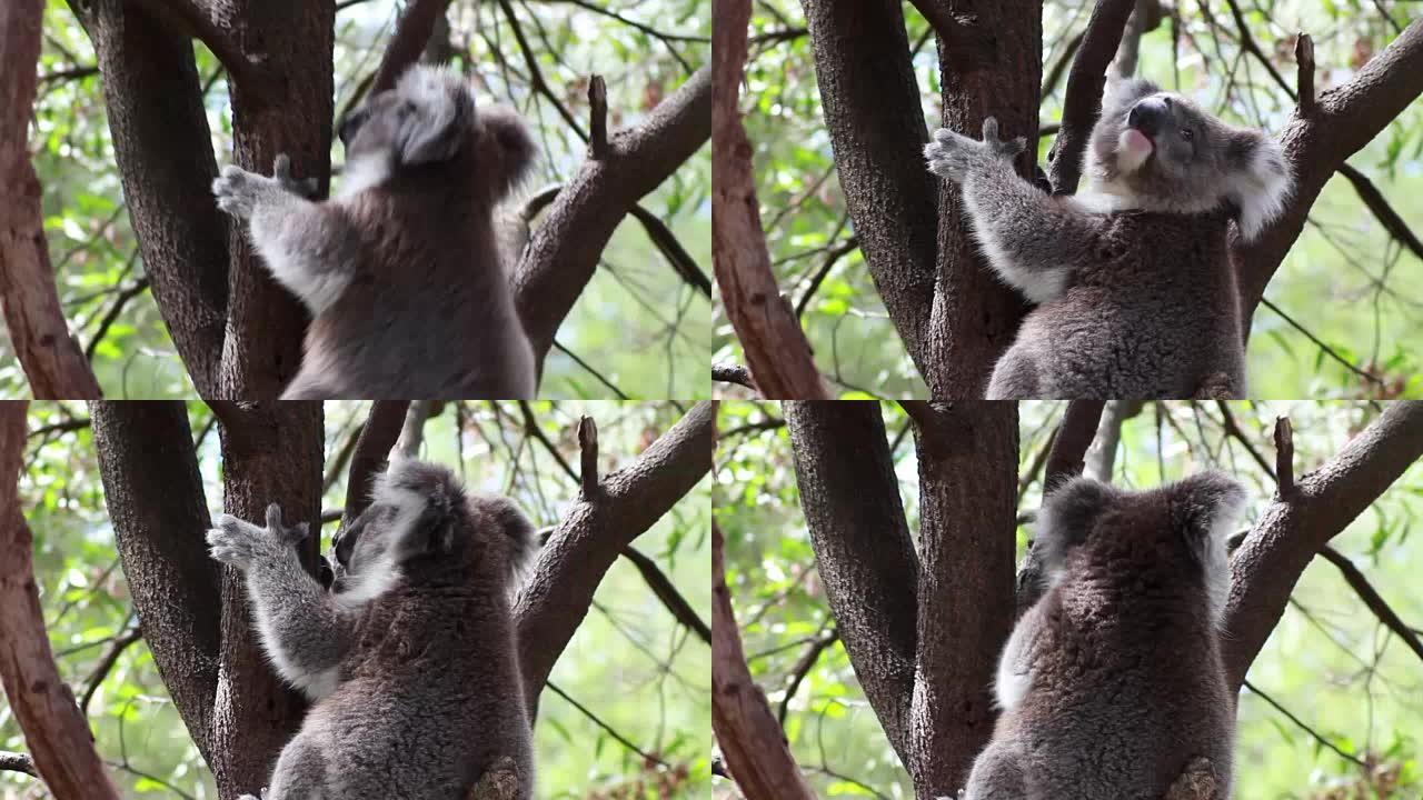 在树上攀爬的考拉熊的徒手拍摄