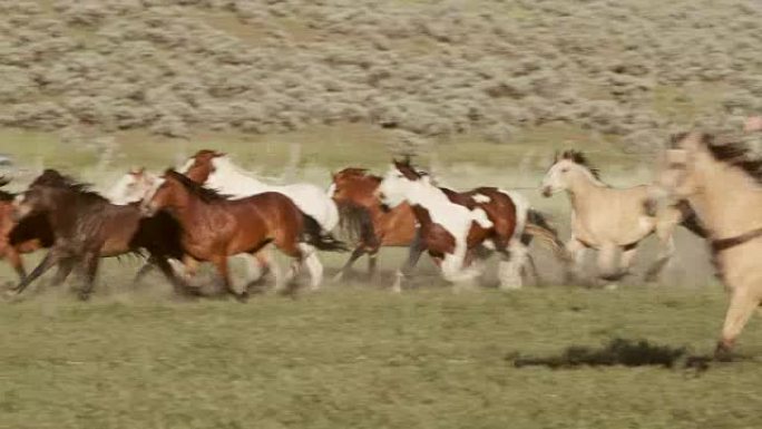 美国犹他州的跑马和牛仔