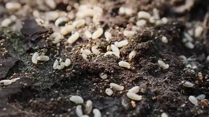 快速激活行军蚁及其幼虫