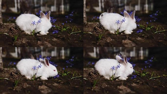 户外小白兔视频